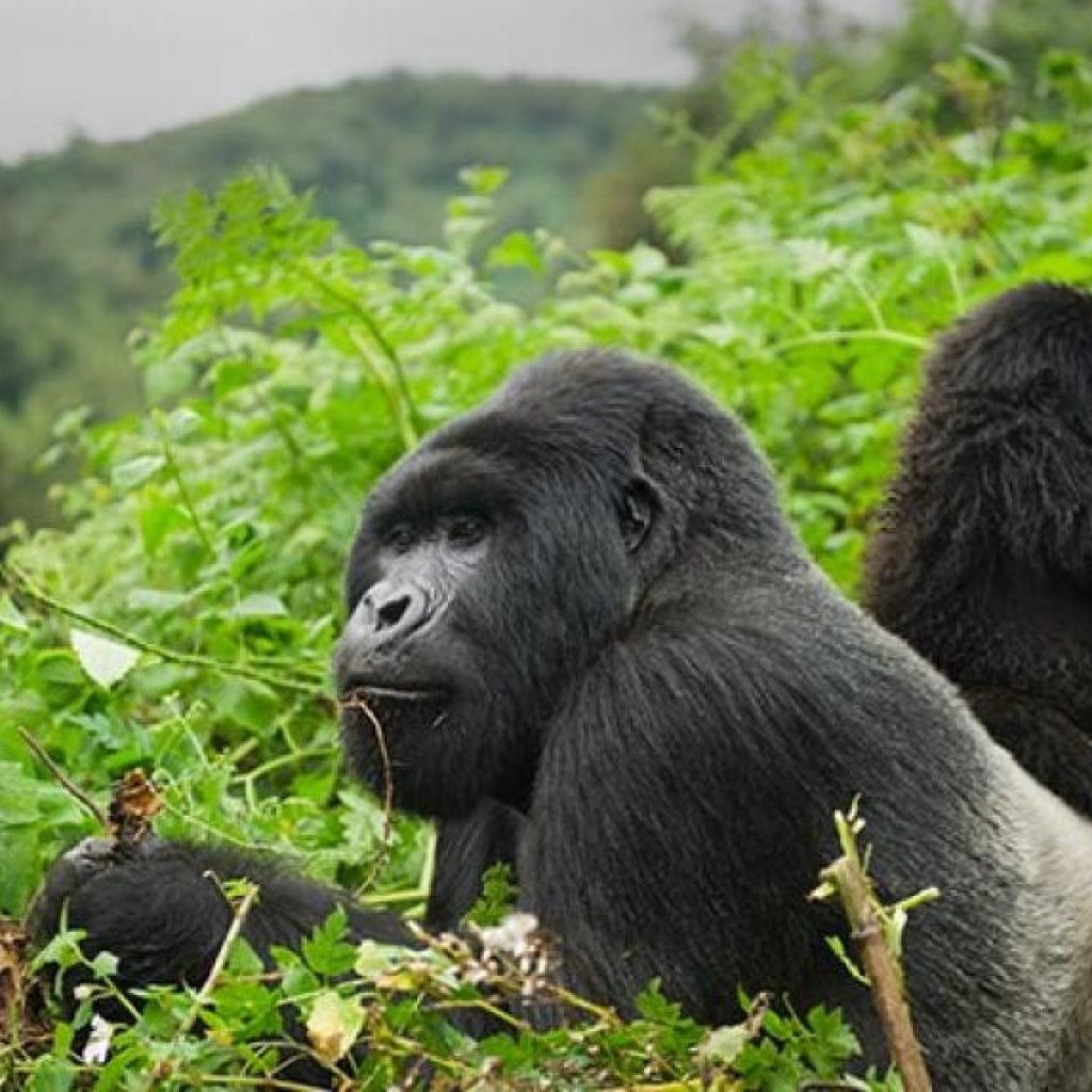 Best-Gorilla-trekking-in-Rwanda-2021