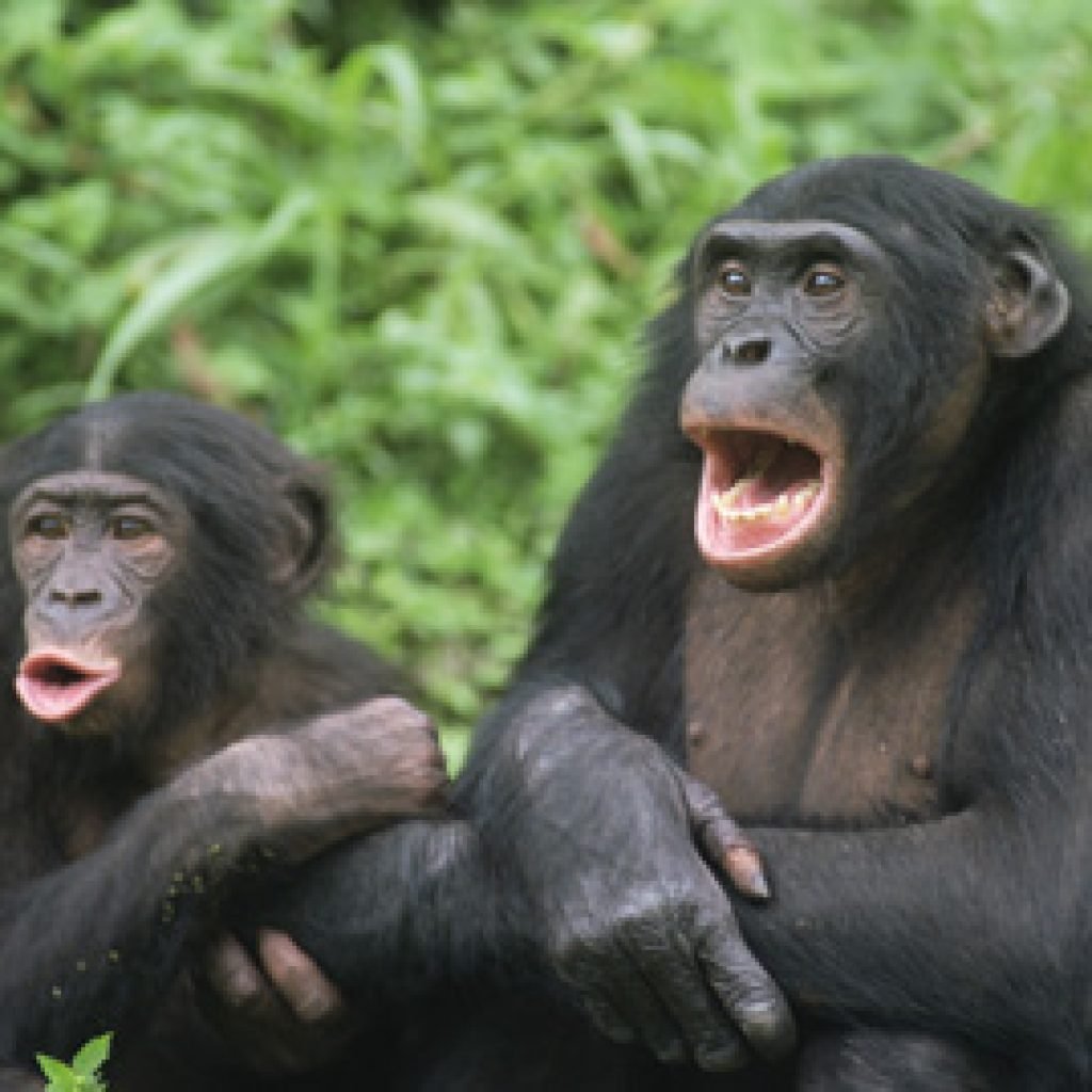Two Bonobos {Pan paniscus} vocalizing. Lola Ya Bonobo Sanctuary, Kinshasa, DR of Congo, 2007