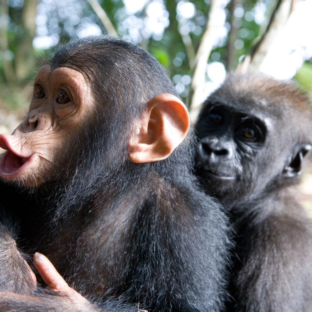 baby-gorilla-chimp-friendship-michael-poliza-11