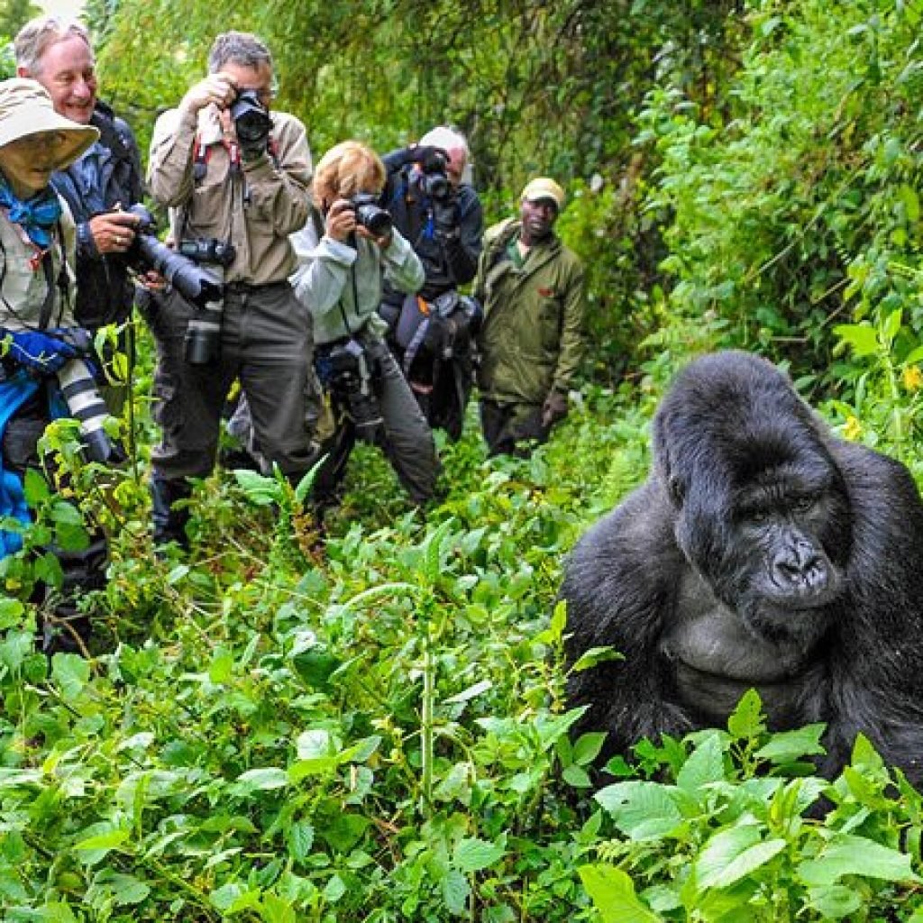 gorilla-trekking-700x450-1
