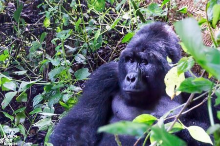 Journeying Into Gorilla Tracking