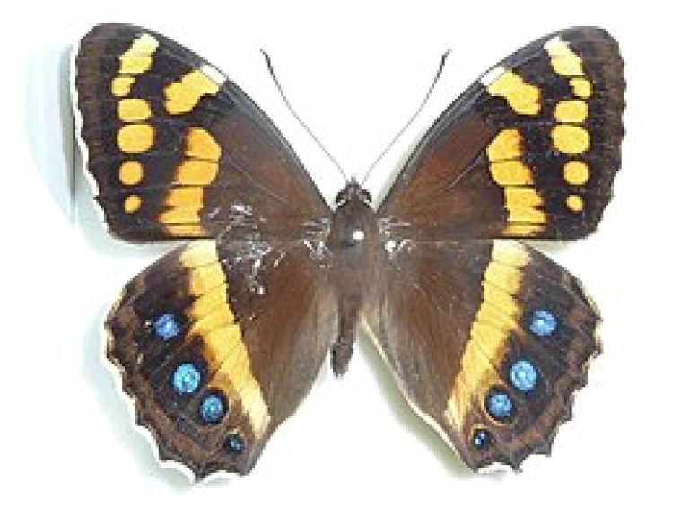 Aeropetes tulbaghia J Dobson a 768x576