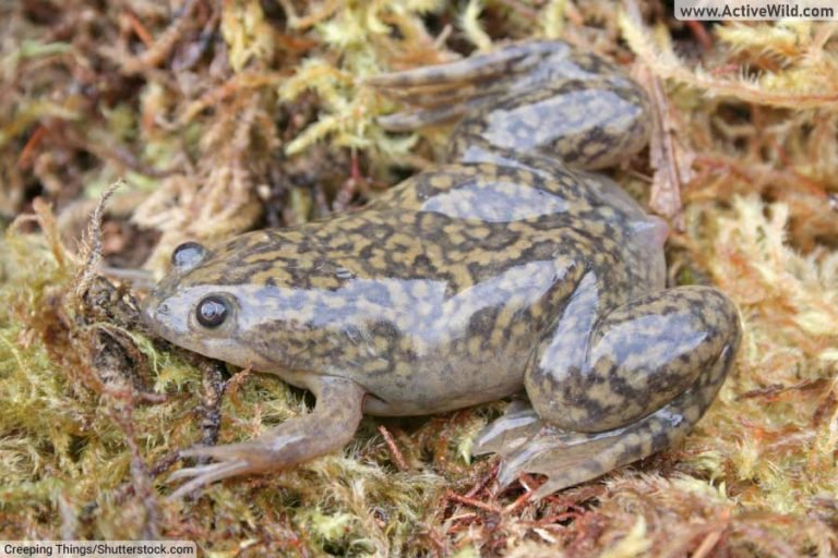 African Clawed Frog 768x512