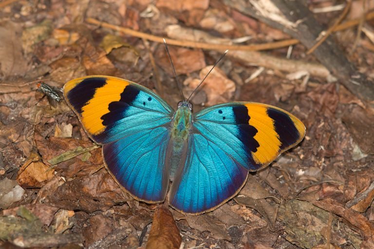 Euphaedra neophron male ups Manguzi 2 May 15 768x511