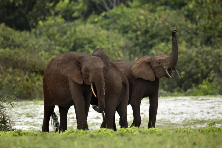 Forest elephants rainforest Gabon Loango National Park 768x512