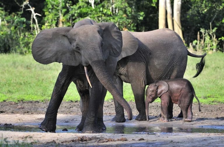 forest elephant with calf 768x504 1 768x504