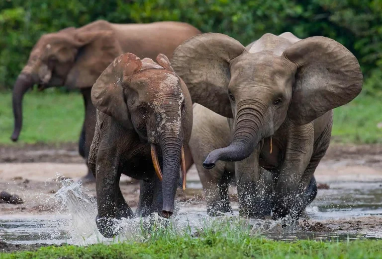 forest elephants 768x522