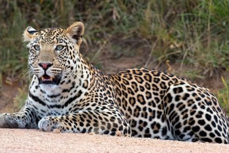 The Wild’s Elusive, Efficient Lone Hunter