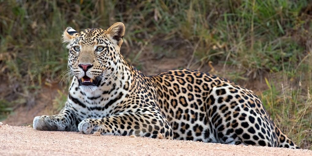 The Wild’s Elusive, Efficient Lone Hunter